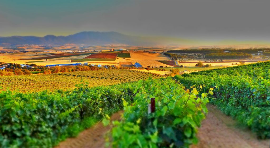Pourquoi le domaine viticole dans le Var s’impose comme un investissement stratégique ?