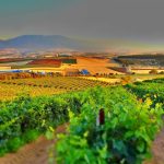 Pourquoi le domaine viticole dans le Var s’impose comme un investissement stratégique ?
