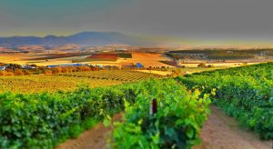 Pourquoi le domaine viticole dans le Var s’impose comme un investissement stratégique ?