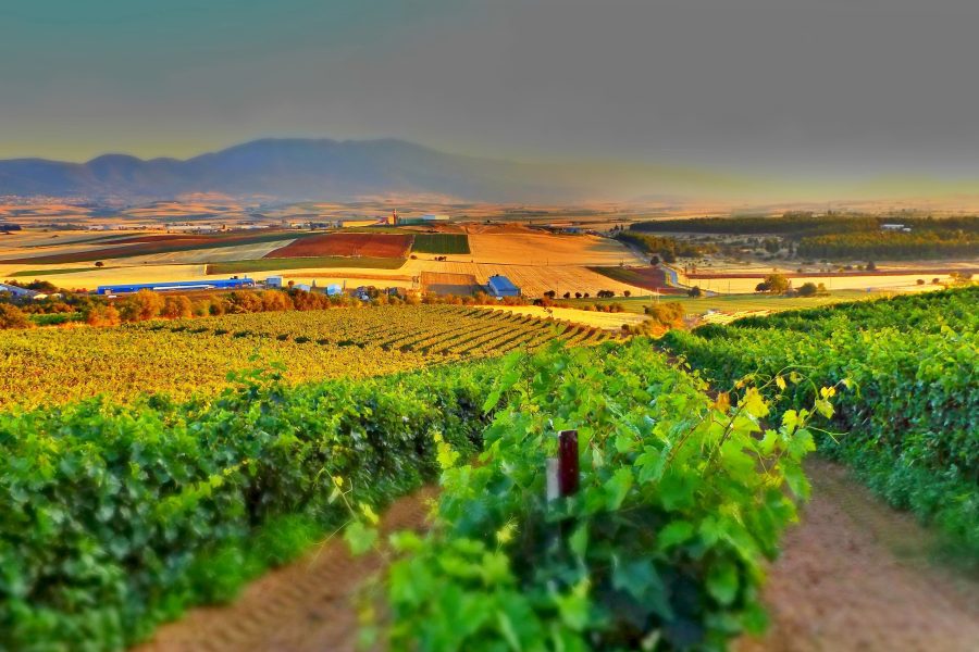 Pourquoi le domaine viticole dans le Var s’impose comme un investissement stratégique ?